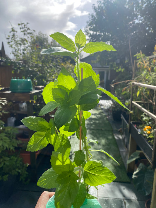 Tulsi Plant (Holy Basil)