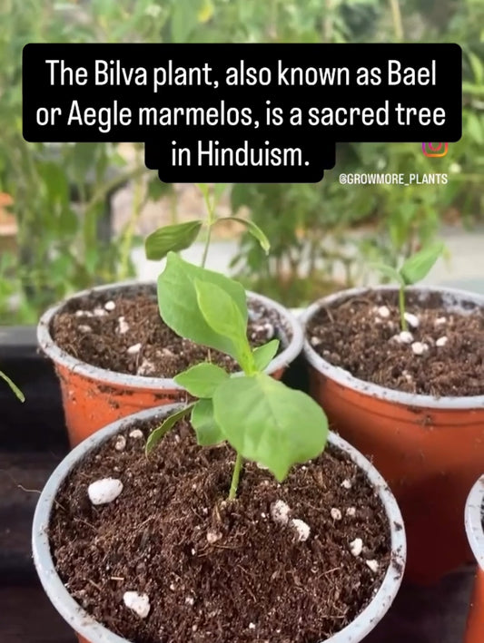 Bilva Plant or Bel tree (Aegle Marmelos)