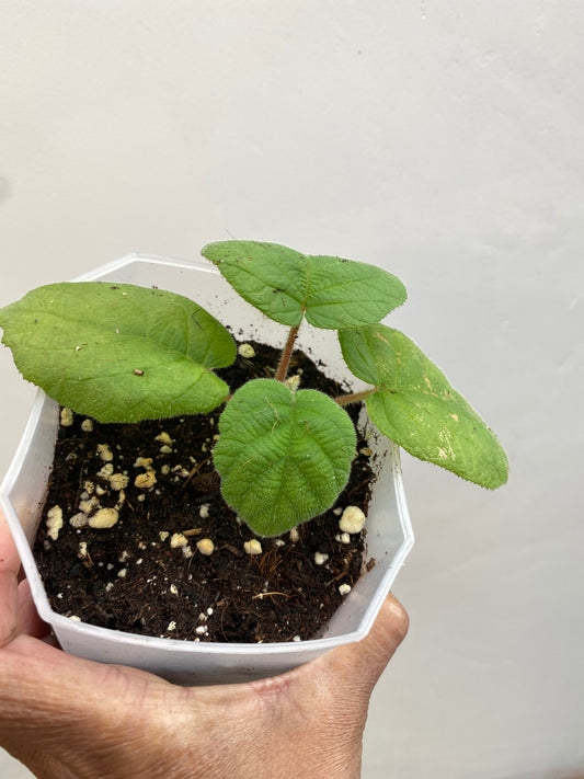 Kiwi Fruit Plant