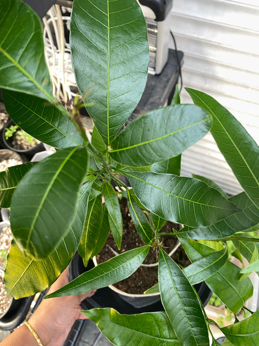 Mango tree, (Mangifera indica) a tropical, Evergreen plant