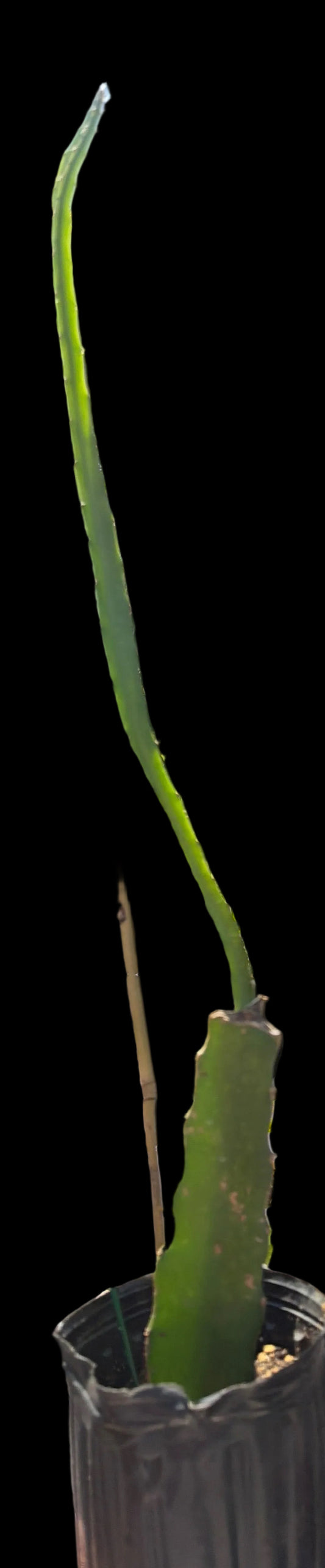 Dragon Fruit Plant / Pitaya (Sale)
