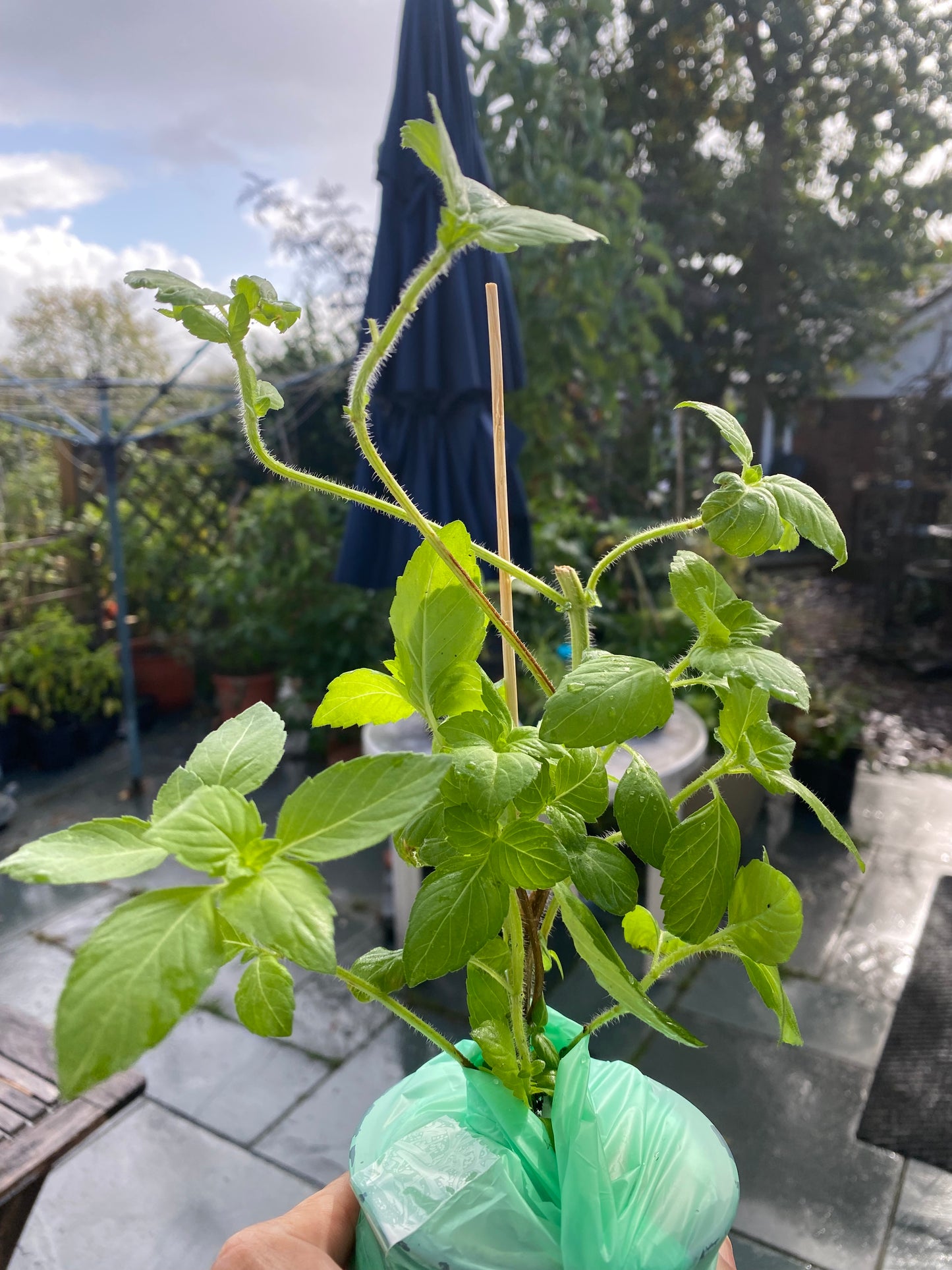 Tulsi Plant (Holy Basil)
