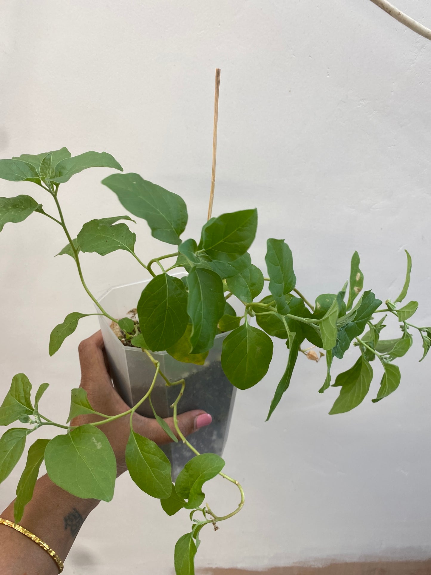 Ashwagandha plants