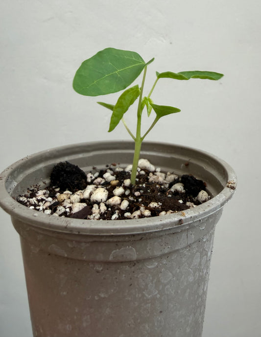 Papaya seedling