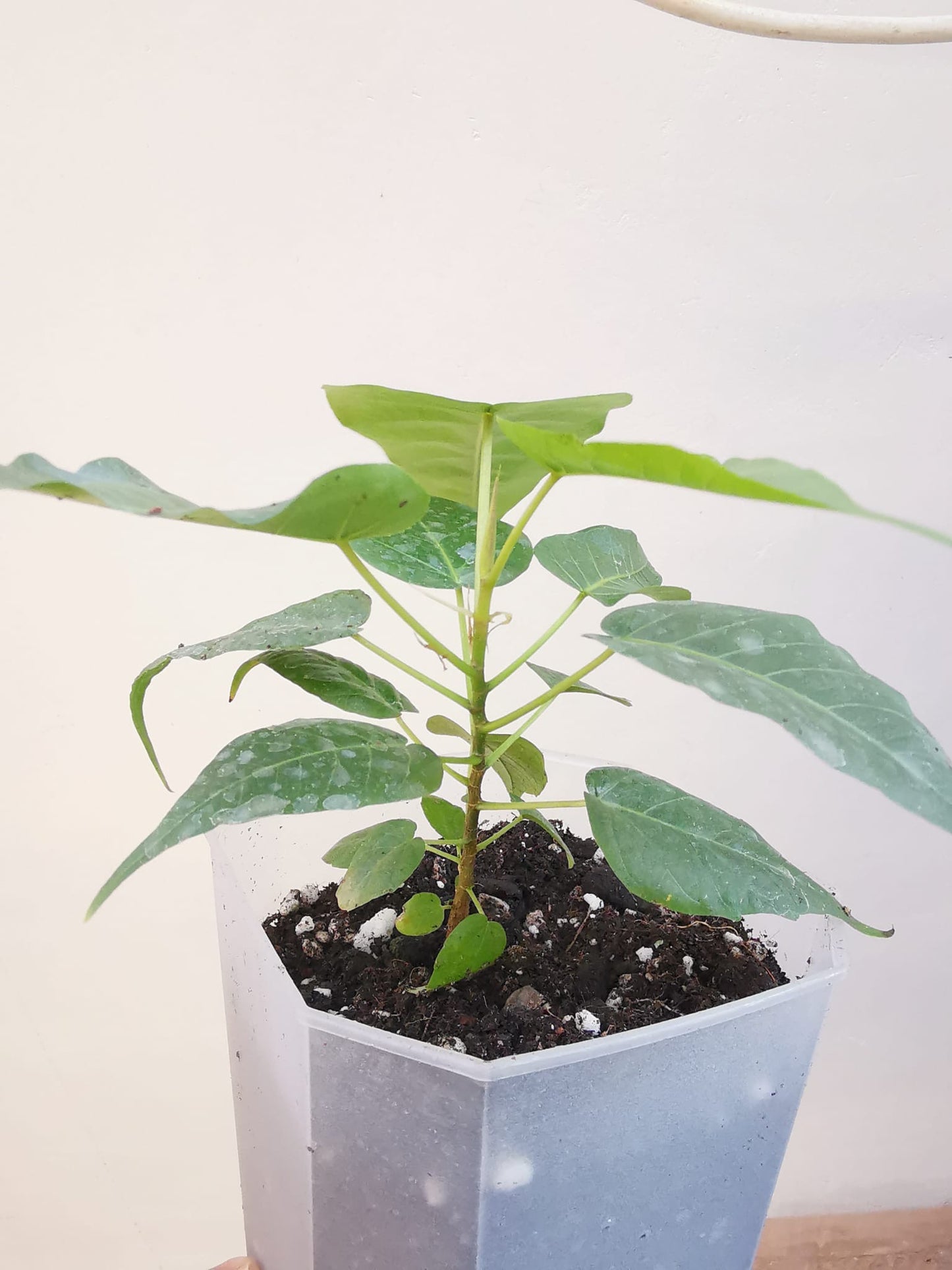 Peepal, Pippal, Aswath, Budha, Ficus Religiosa