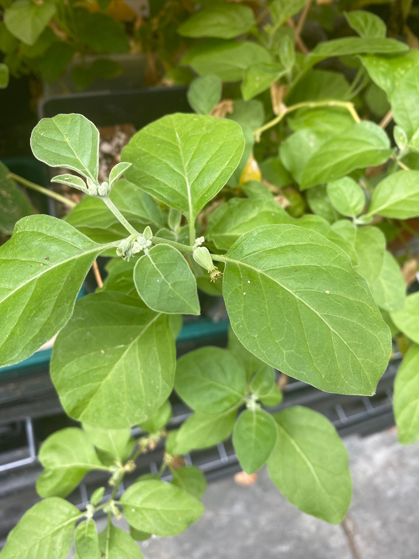 Ashwagandha plants