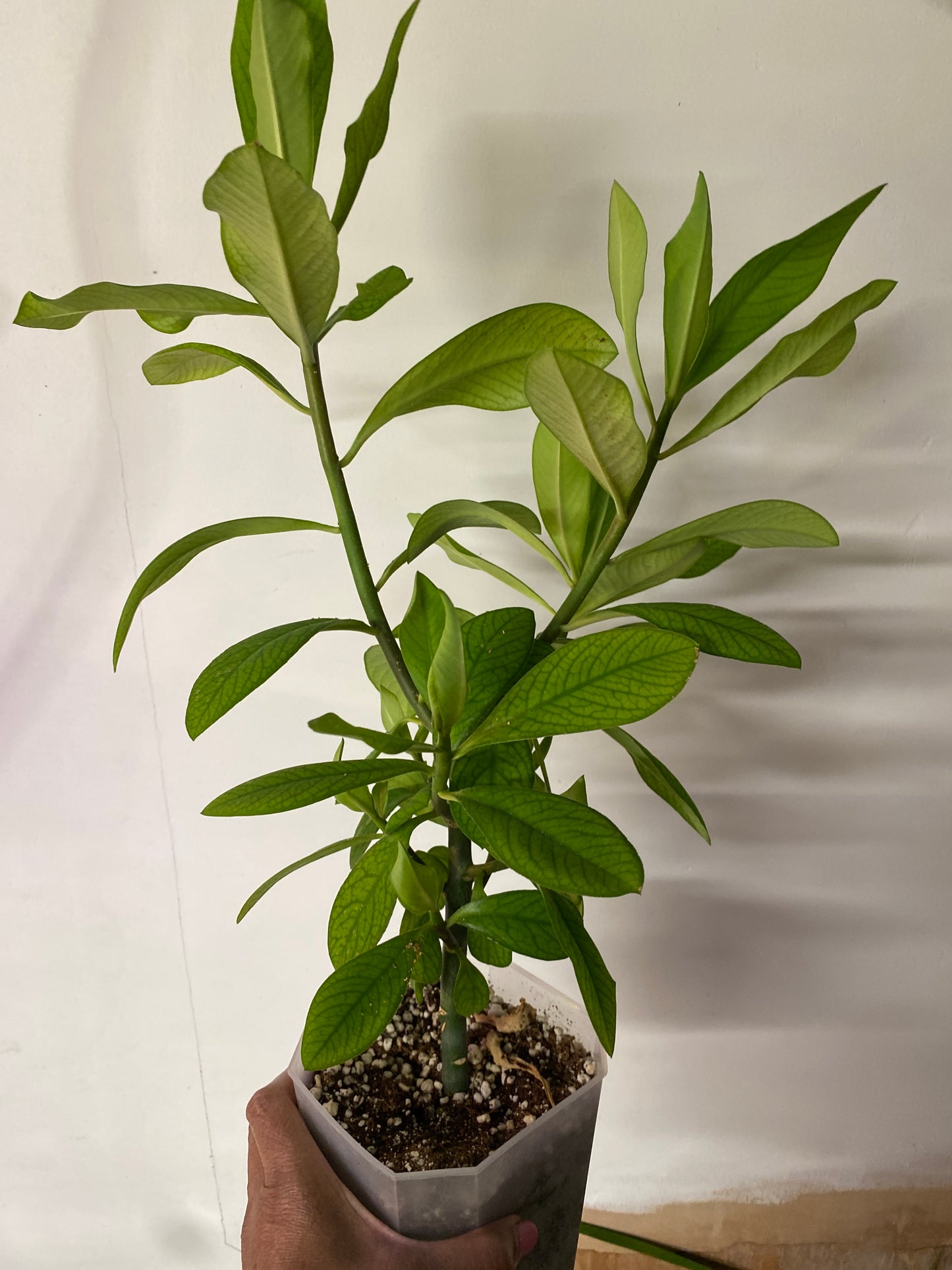 Rudraksha Plant(Elaeocarpus Ganitrus)