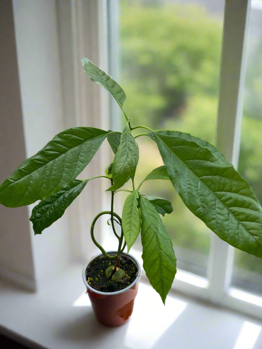 Avocado Plant