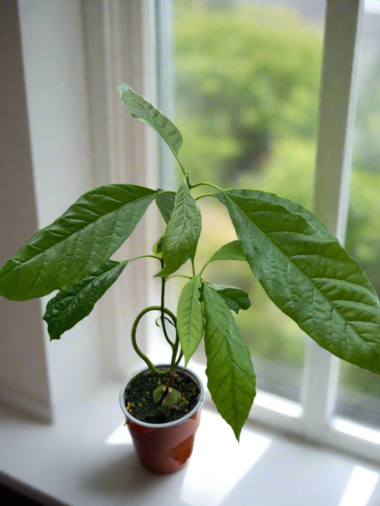 Avocado Plant