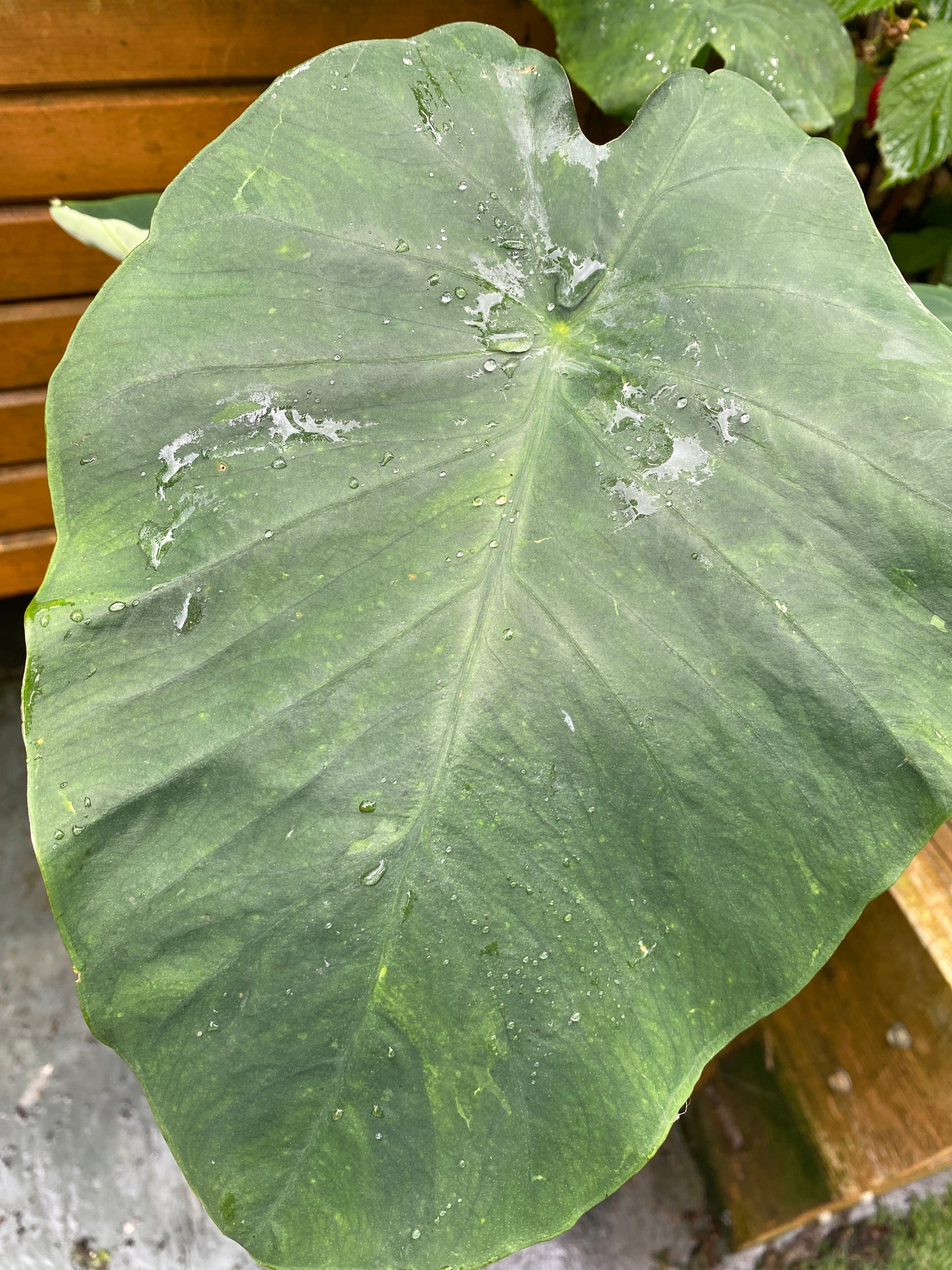 Colocasia /Taro / Edible Patra Plant - 1 rooted bulb with leaves