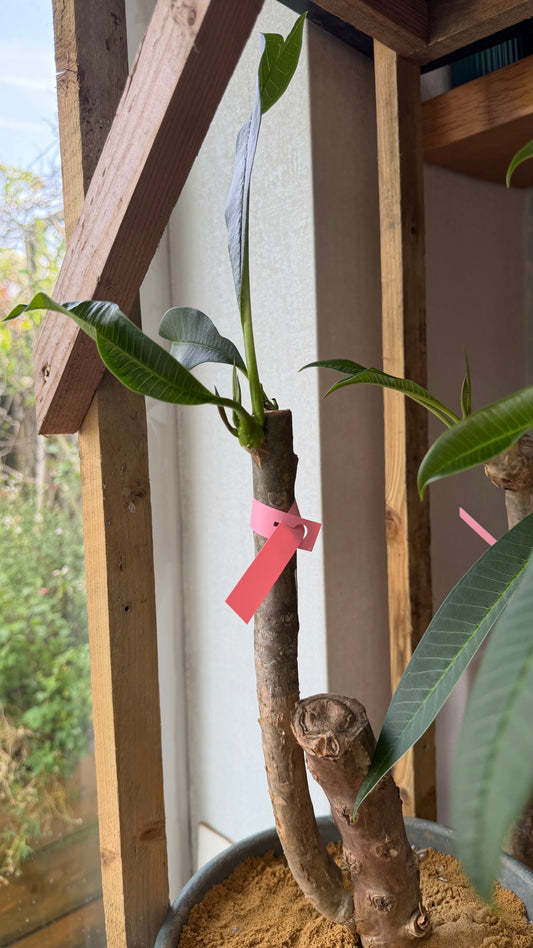Pink Plumeria / Frangipani Plant