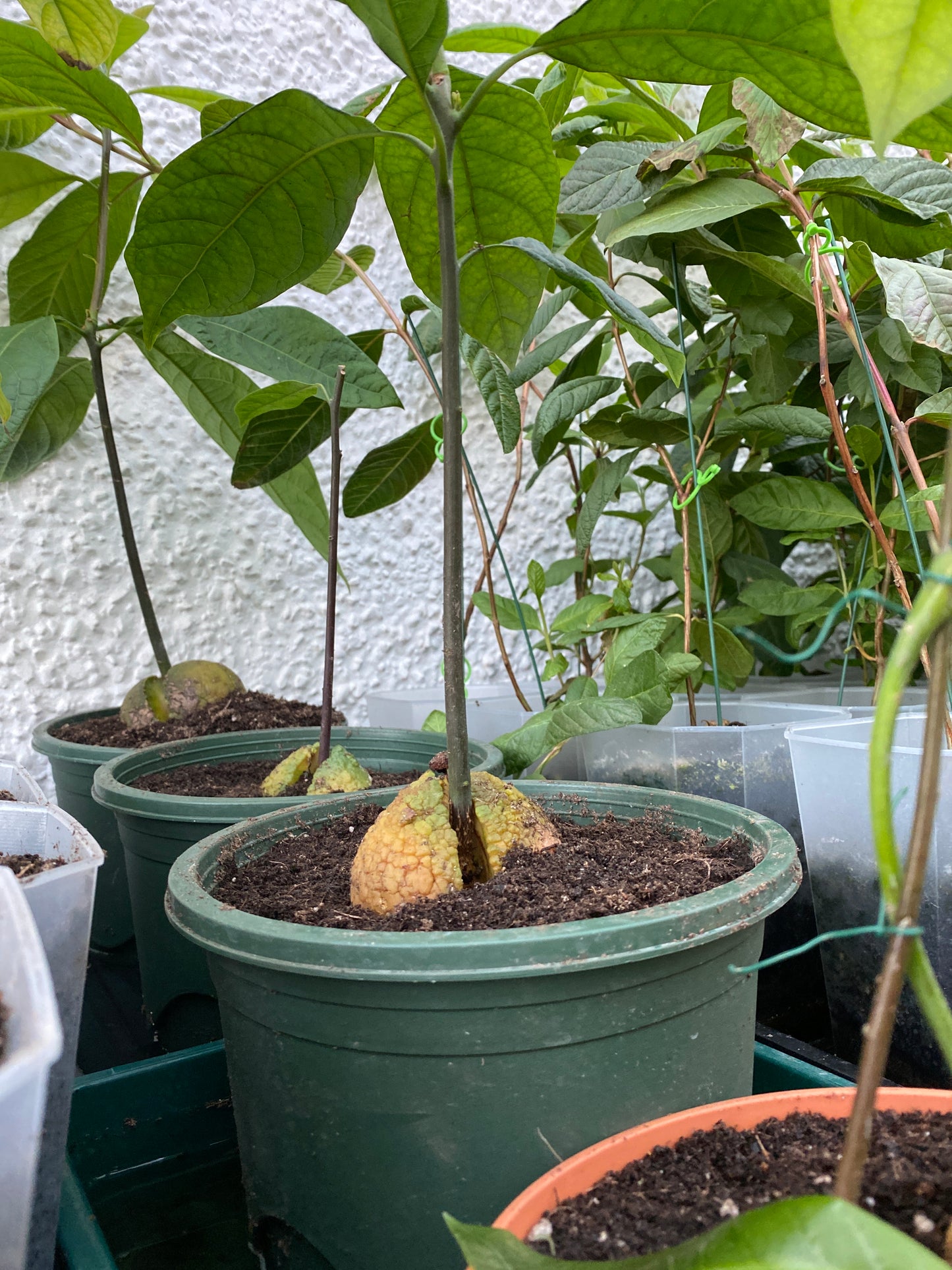 Kenyan Jumbo Avocado Plant