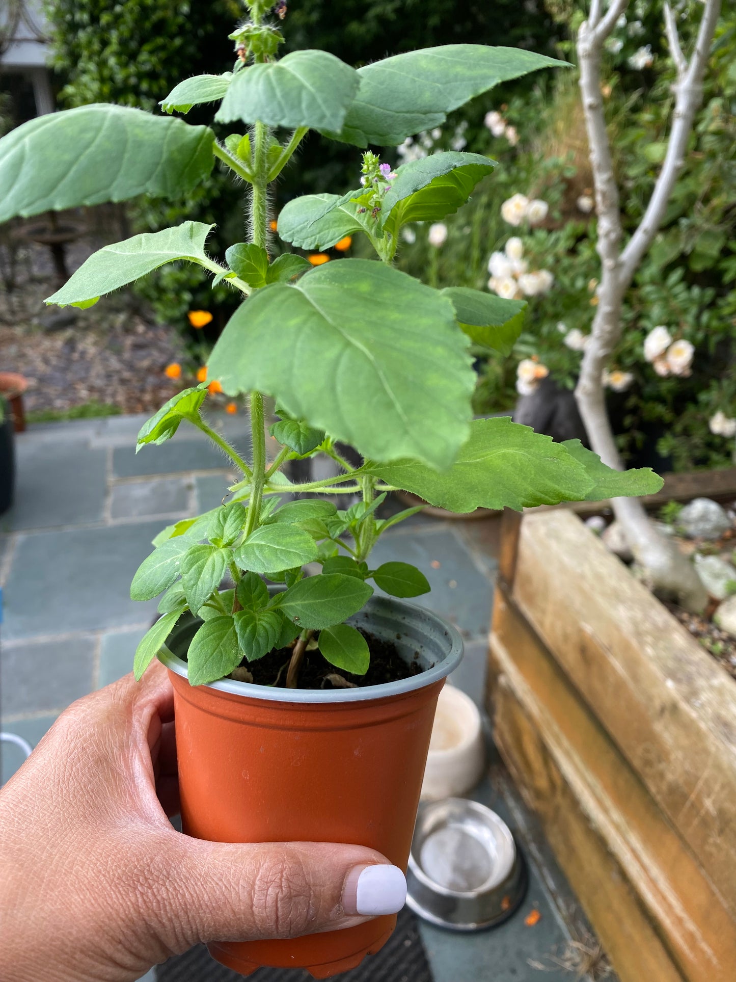 Tulsi Plant - small (Holy Basil)