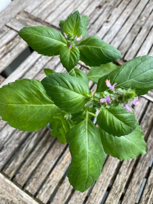 Tulsi Plant - small (Holy Basil)