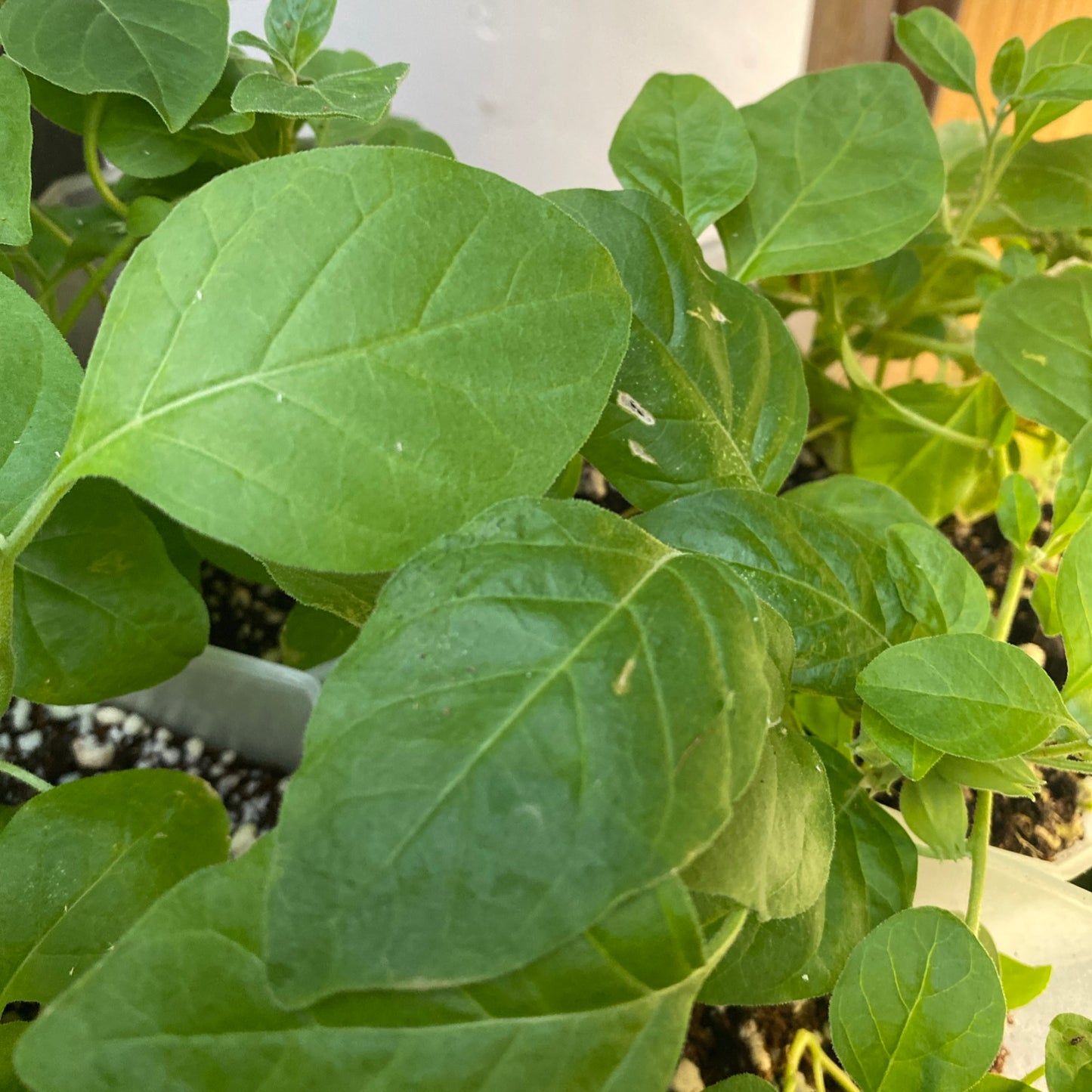 Ashwagandha plants