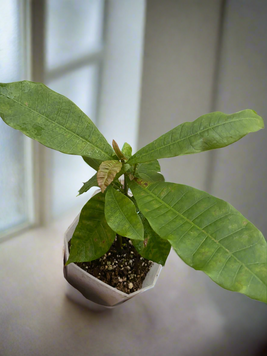 Cashew Nut Plant (Kaju) SALE... SALE... SALE... SALE...