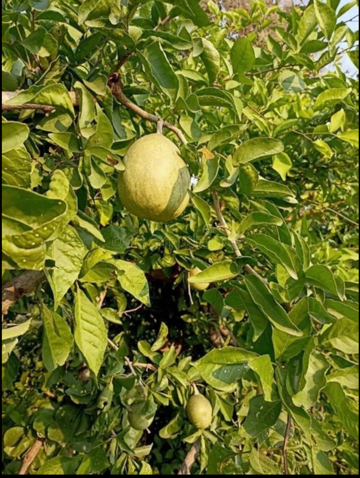 Bilva Plant or Bel tree (Aegle Marmelos)