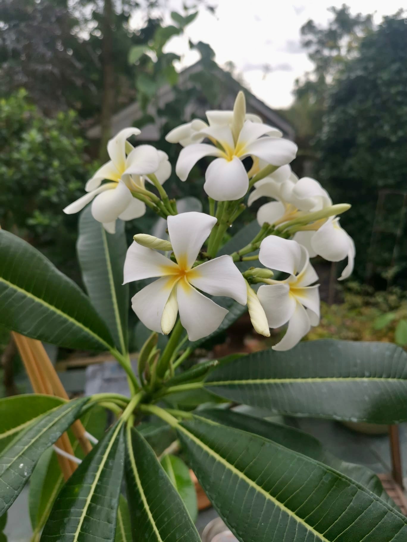 Plumeria / Frangipani Plant