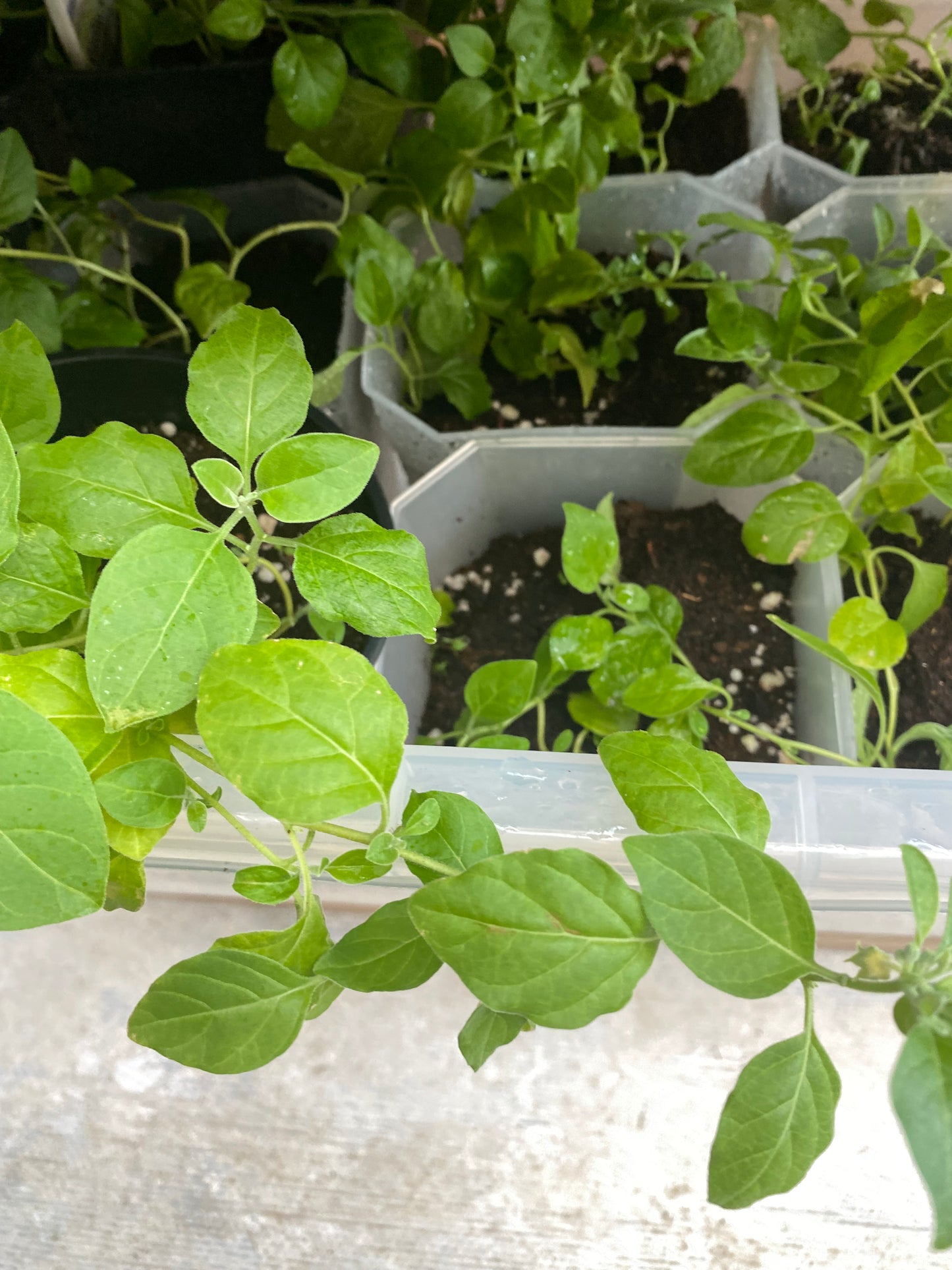 Ashwagandha plants