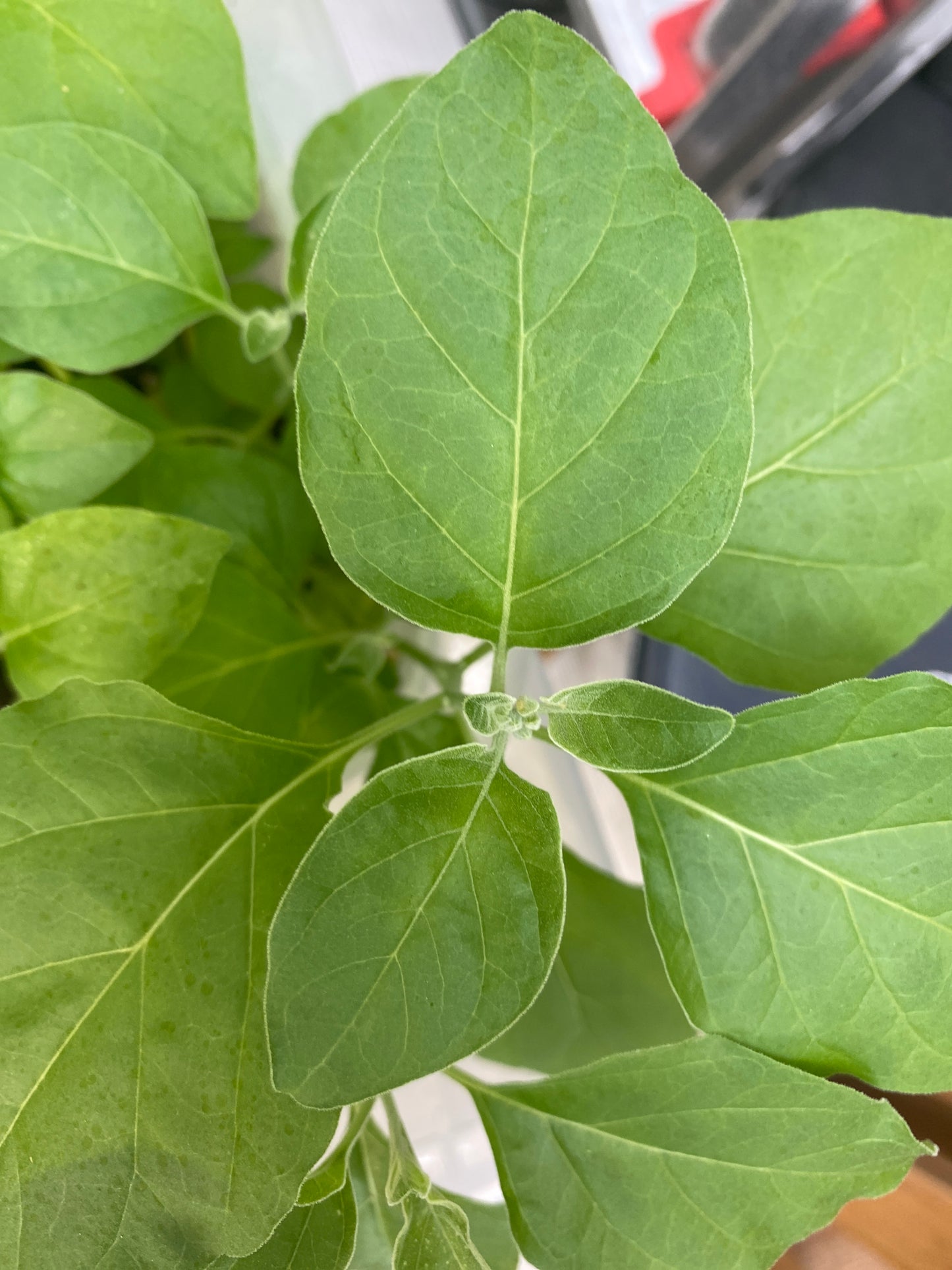 Ashwagandha plants