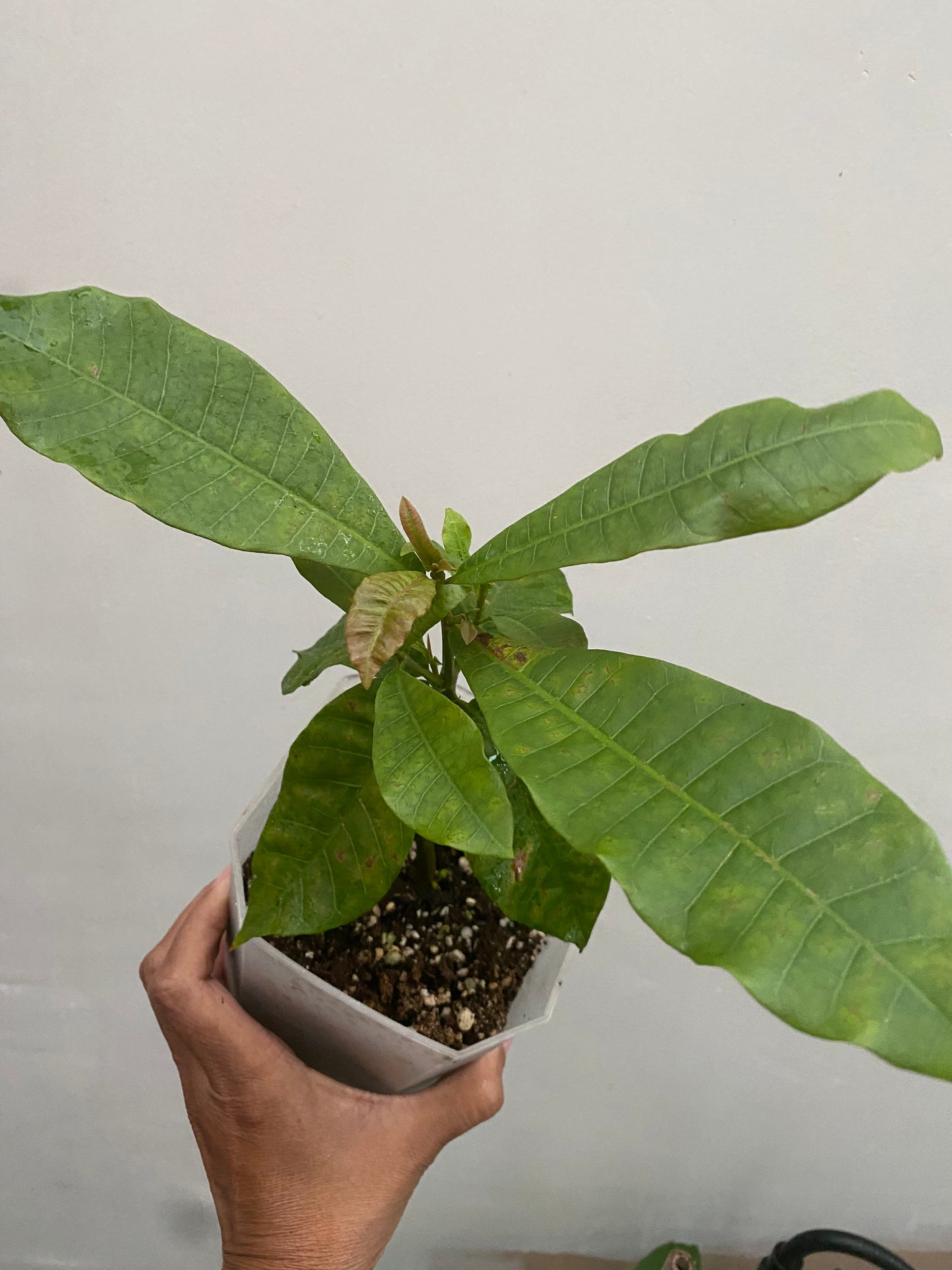 Cashew Nut Plant (Kaju)