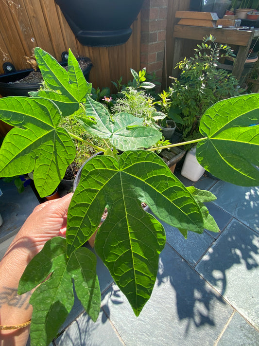 Papaya Plant