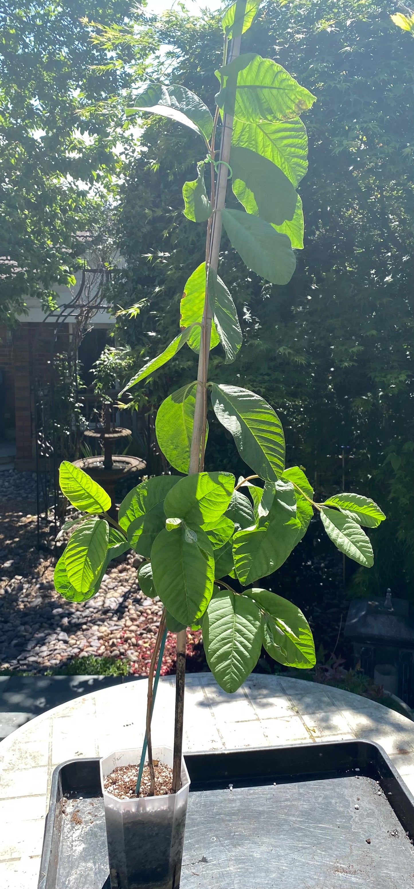 Guava Fruit Plant - Pink Pear