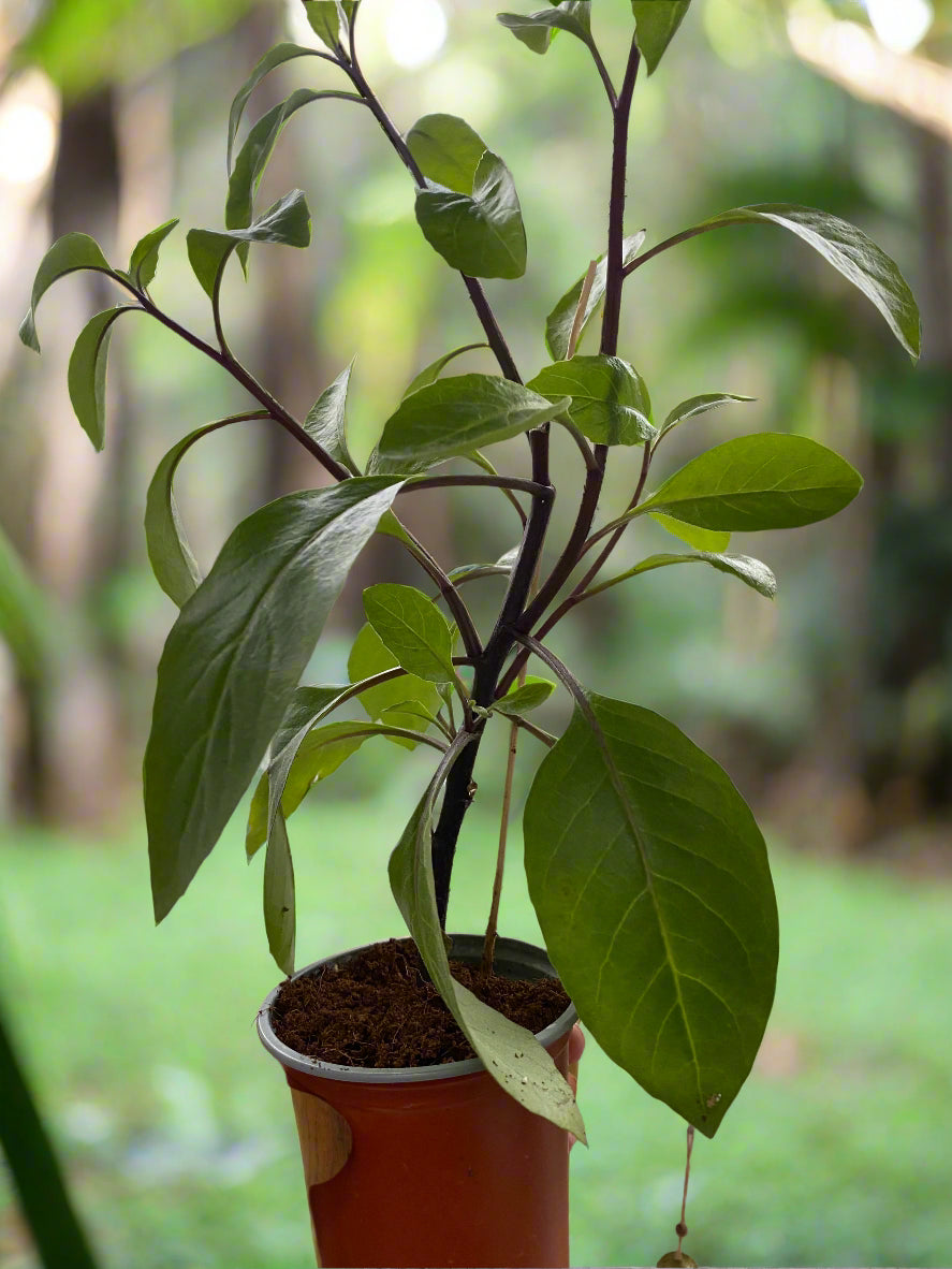 Longevity Spinach a Rare Diabetics Plant For Herbal Lover / Gynura procumbens