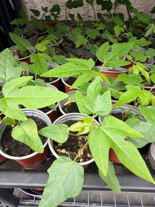 Papaya seedling