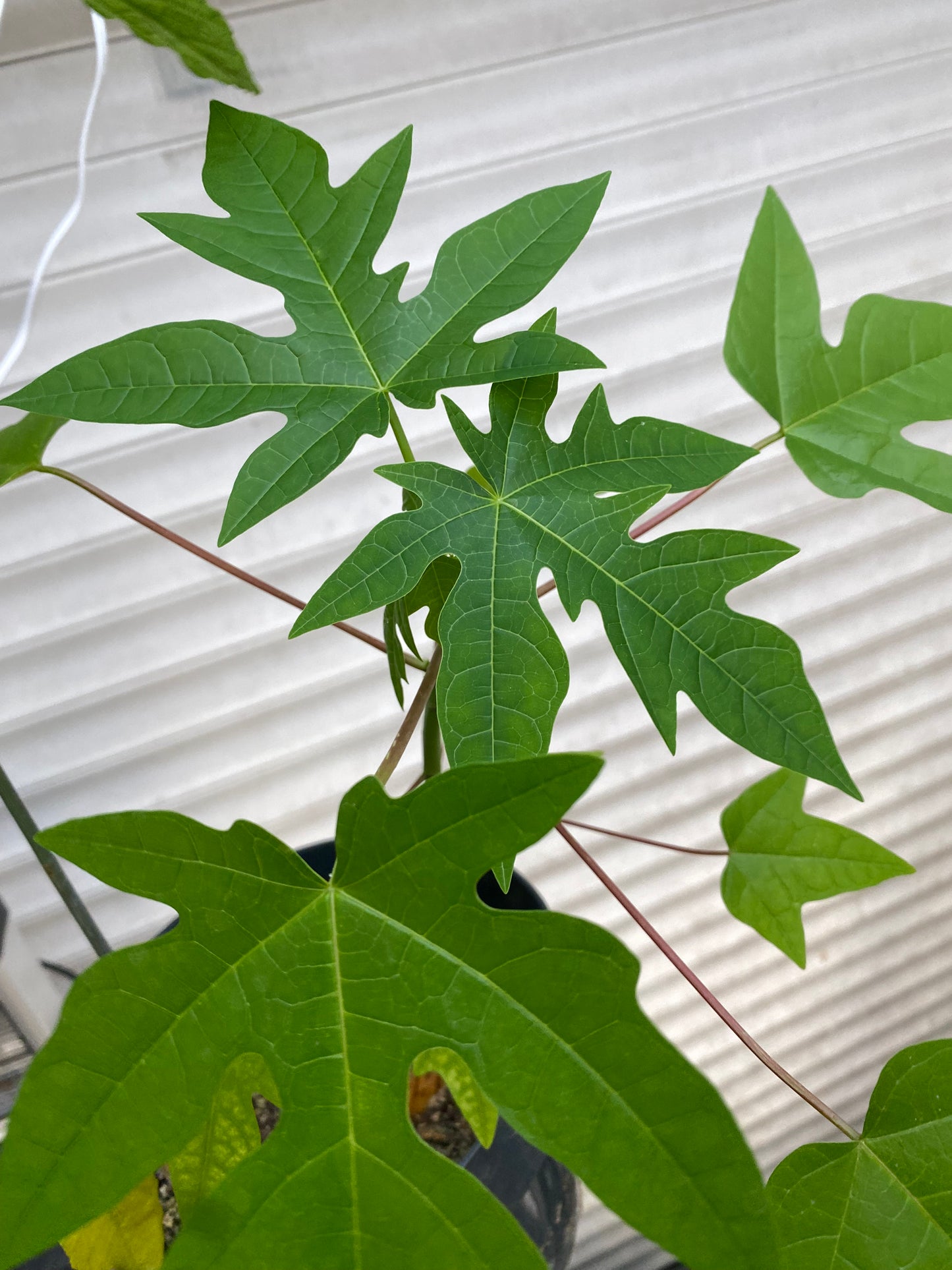 Papaya Plant