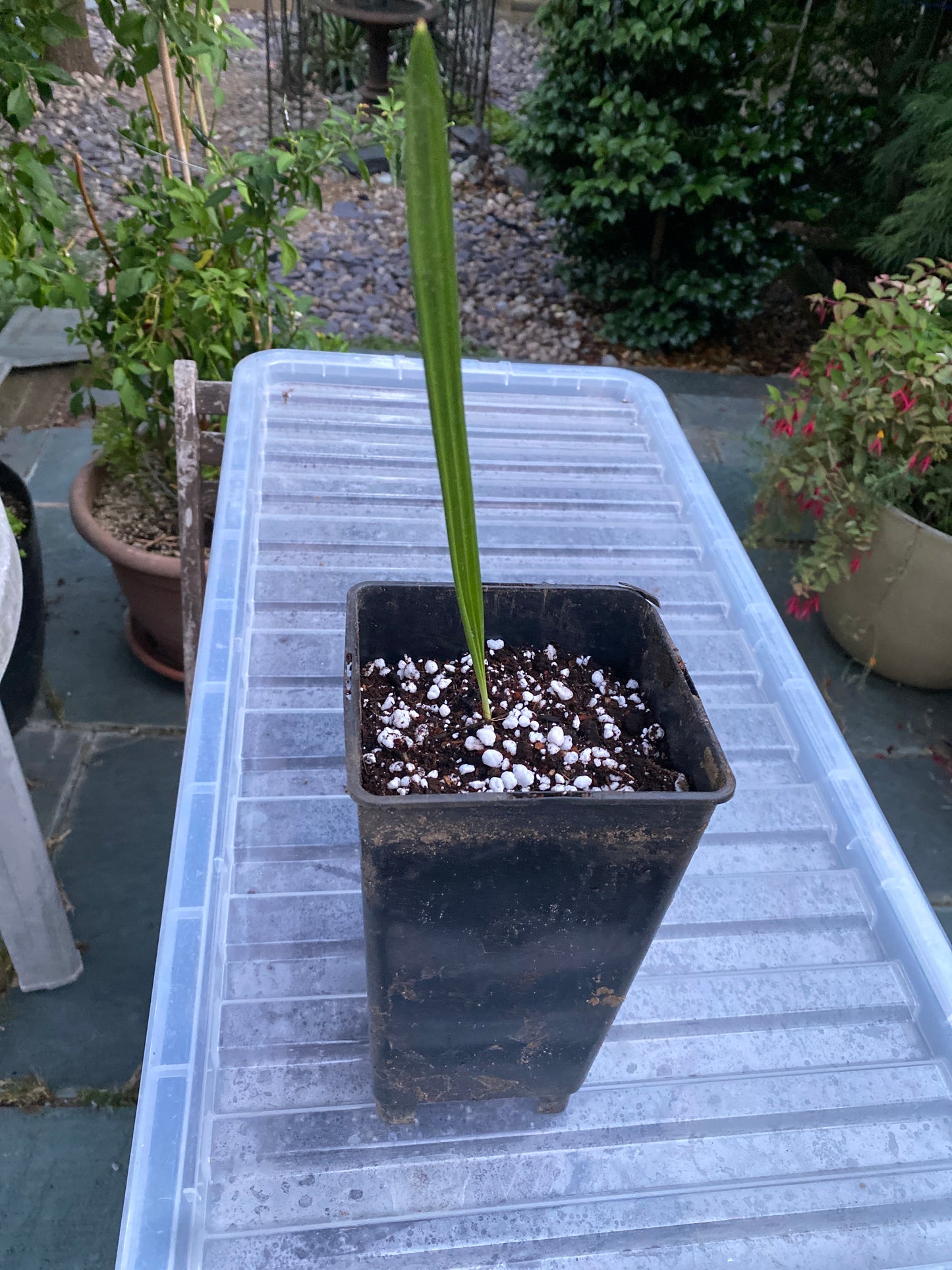 Medjool Date Palm Plant that was grown right here in the UK