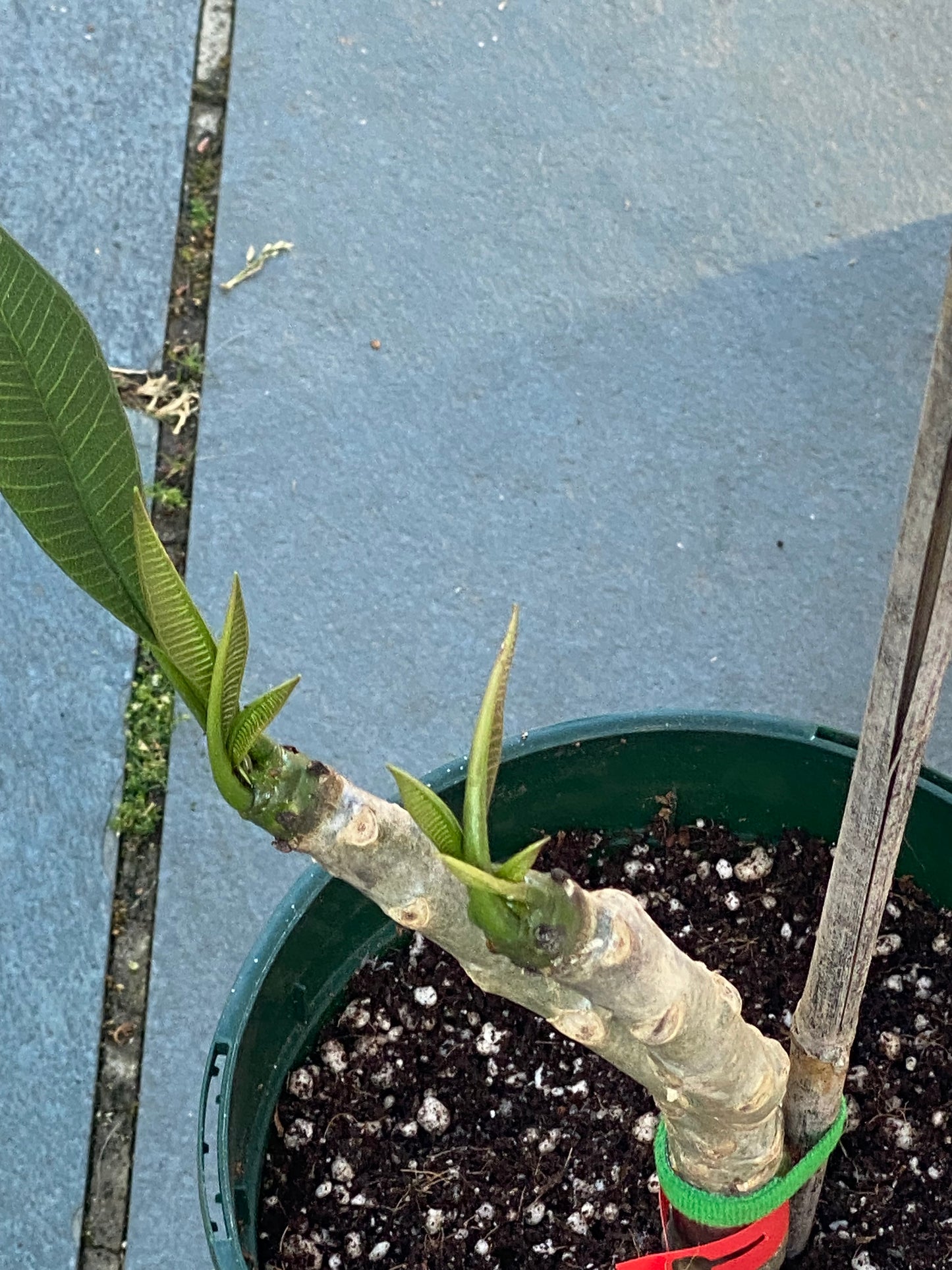 Red Plumeria / Frangipani Plant SALE SALE SALE