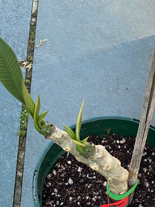 Red Plumeria / Frangipani Plant