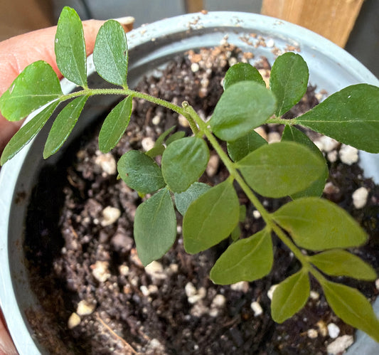 Curry Leaf Plant 9cm pot