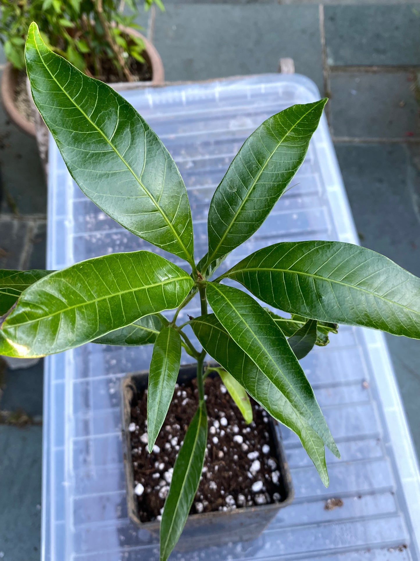Mango tree, (Mangifera indica) a tropical, Evergreen plant