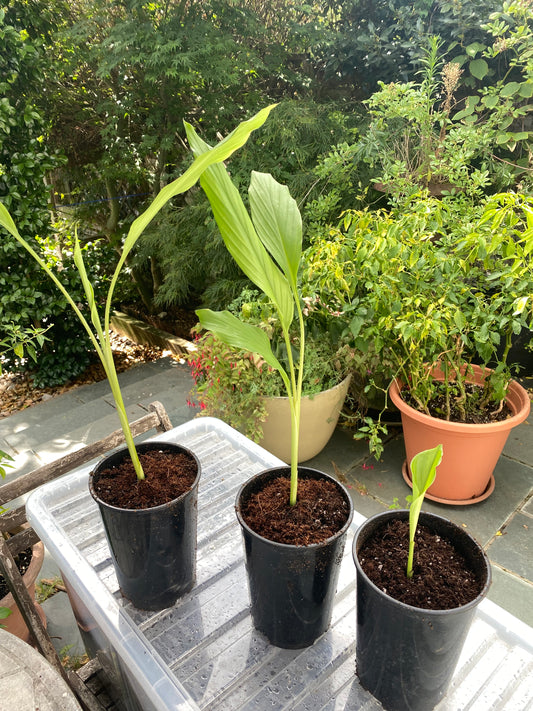 Yellow Curcuma Longa Turmeric Herb Plant