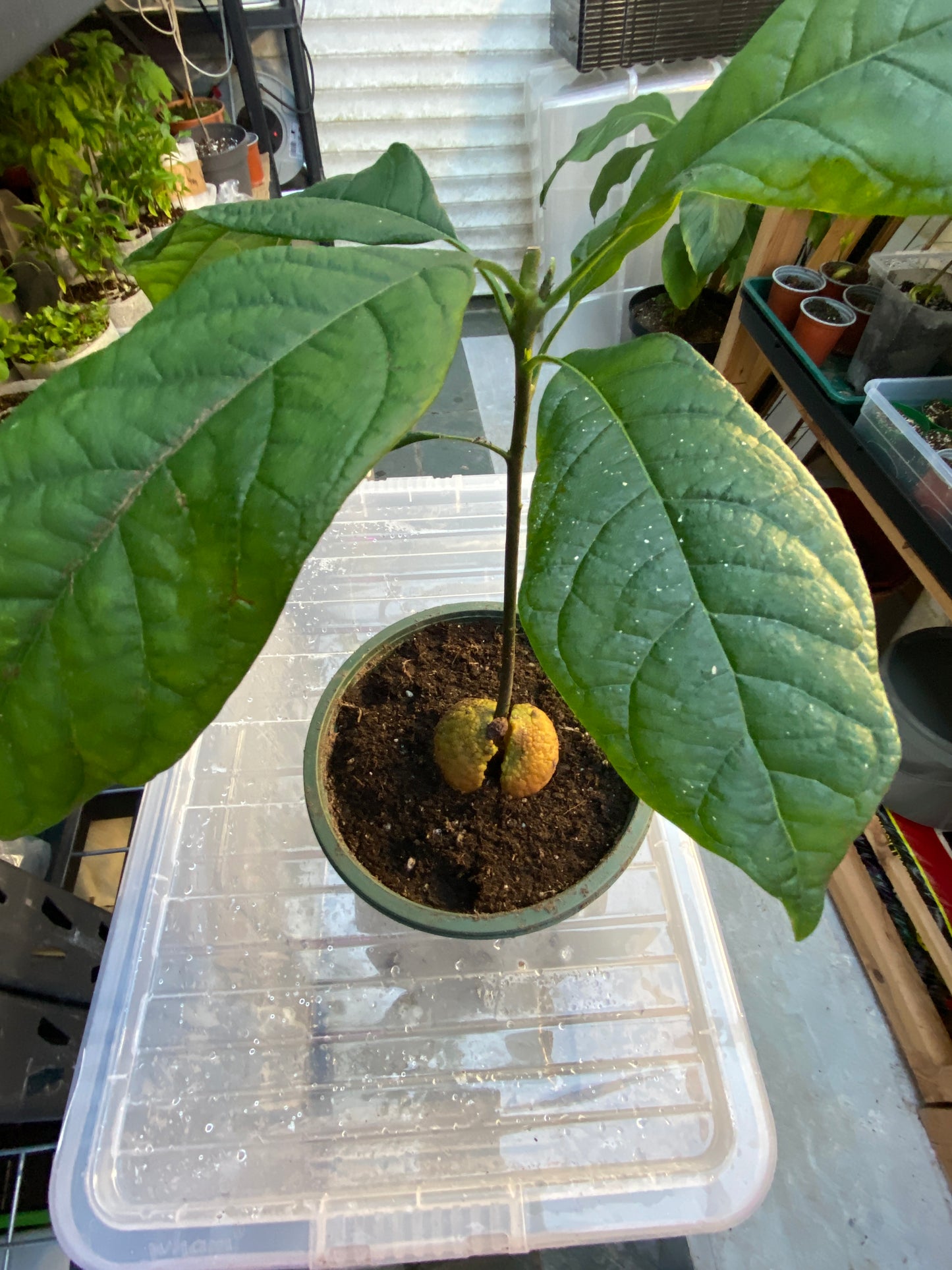 Kenyan Jumbo Avocado Plant