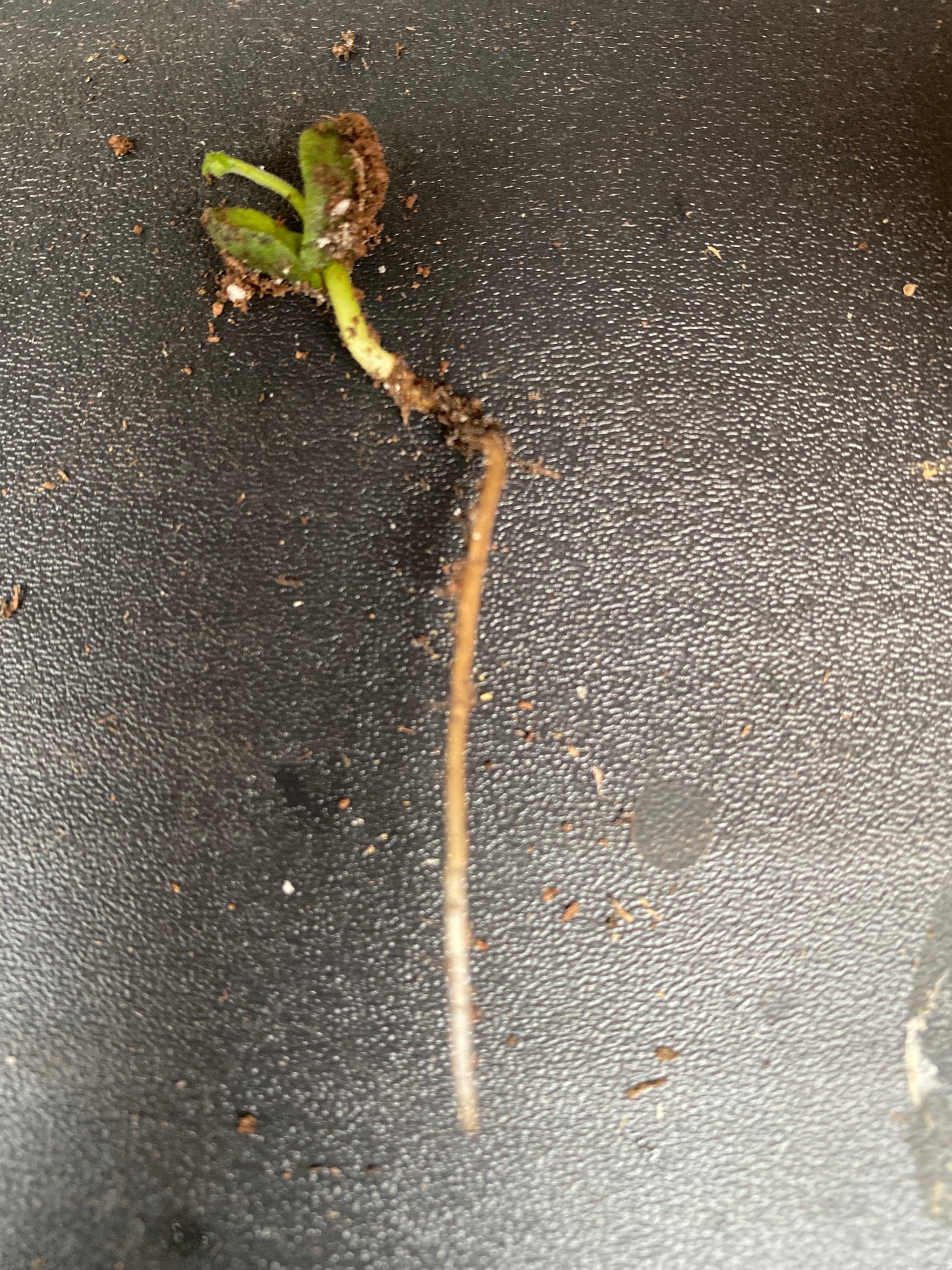 3 Germinated Curry Leaf Seeds