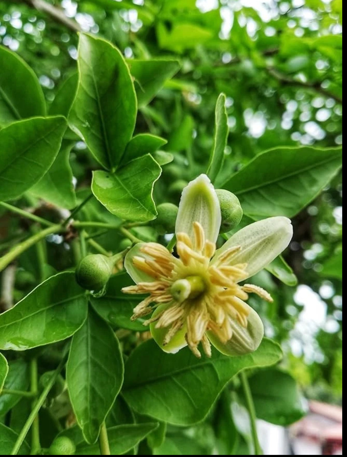 Bilva Plant or Bel tree (Aegle Marmelos)