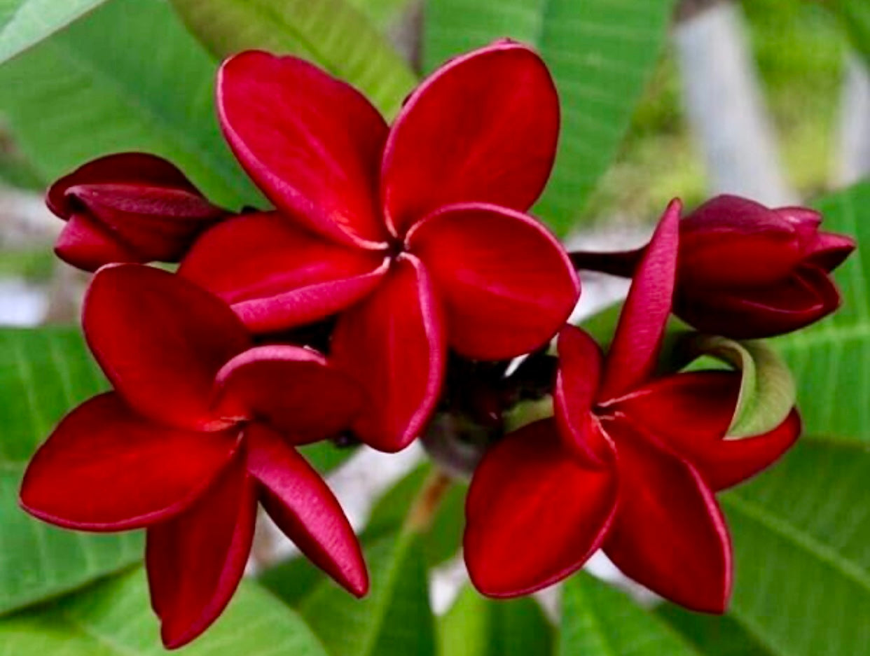 Red Plumeria / Frangipani Plant SALE SALE SALE