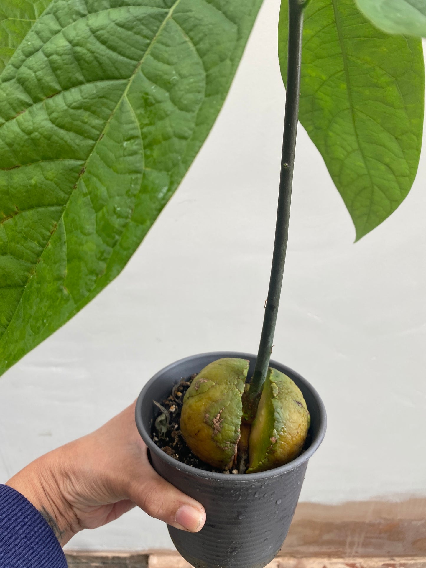 Kenyan Jumbo Avocado Plant