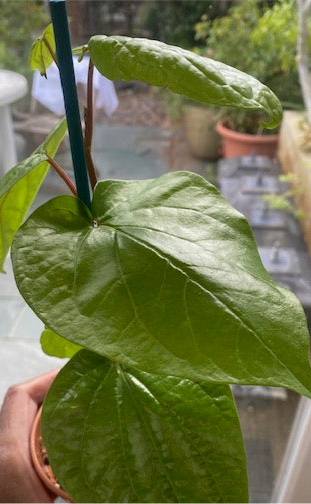 Paan Piper Betel Plant /Bangladeshi Paan / Betel Leaf Vine Piperaceae