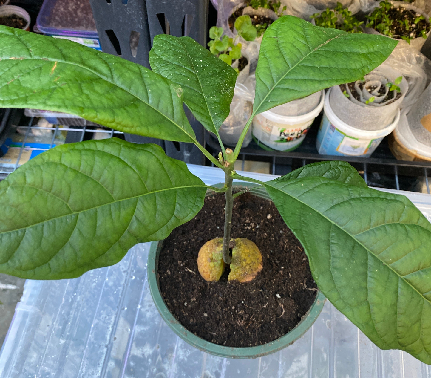 Kenyan Jumbo Avocado Plant