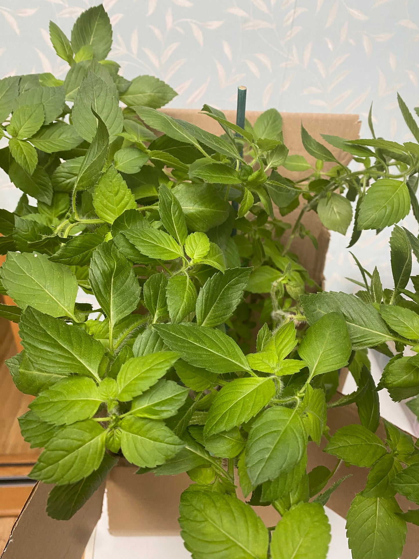Tulsi Plant (Holy Basil) Root Control Pot