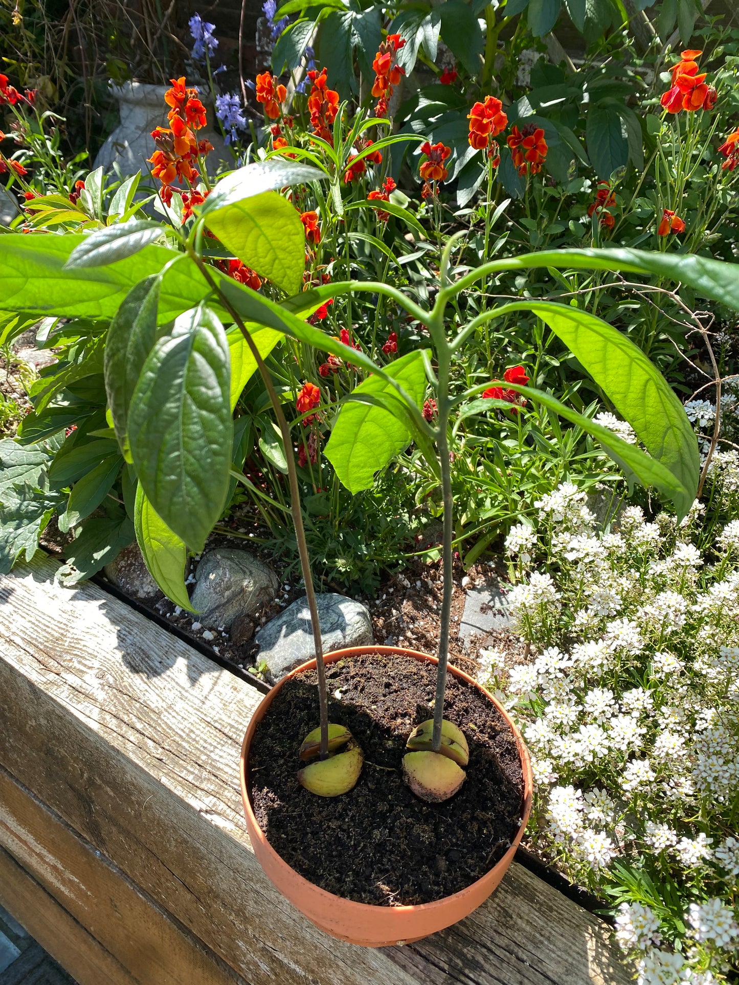 Two Avocado Plants for Art / Braidding