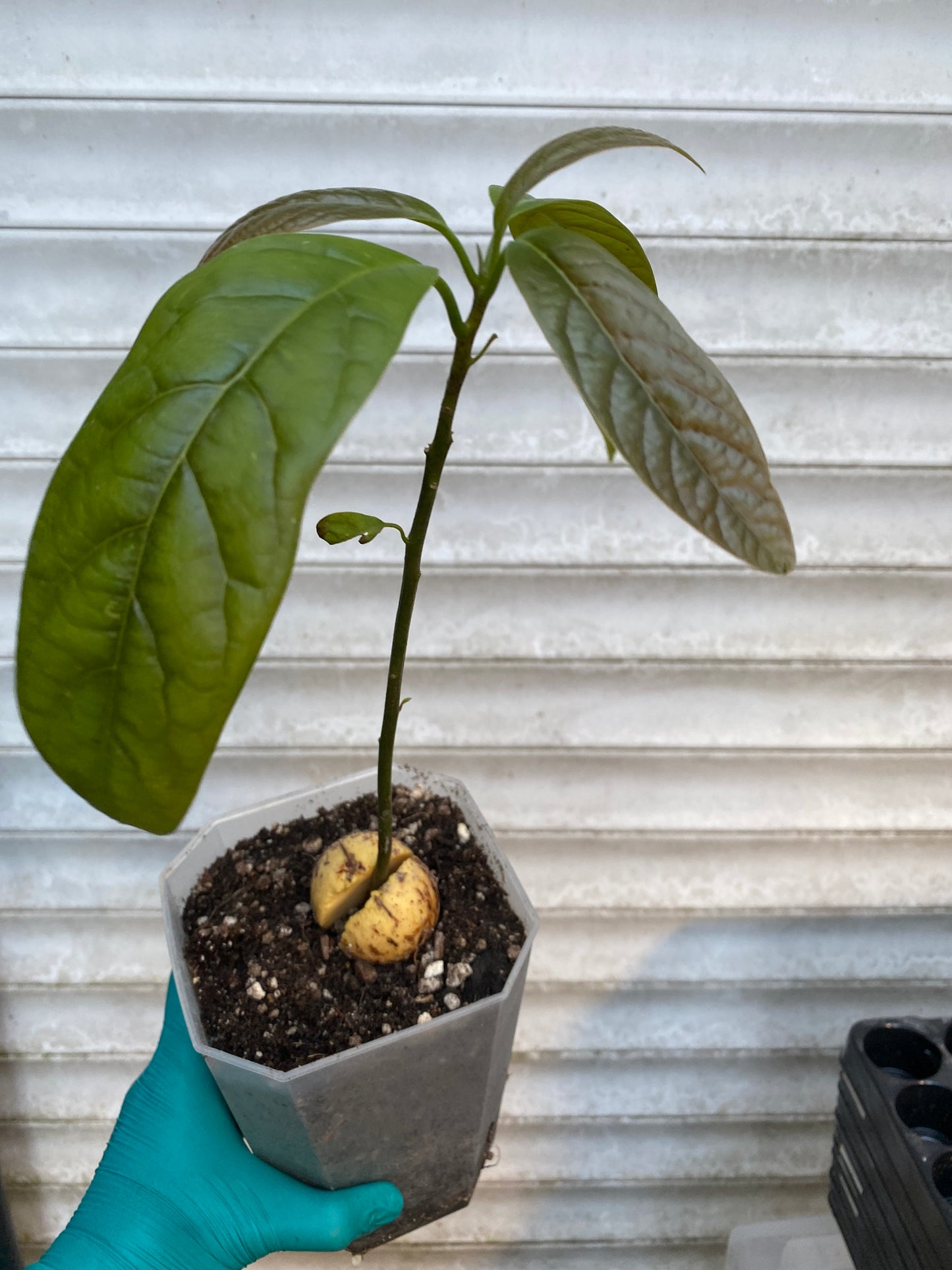 Kenyan Jumbo Avocado Plant