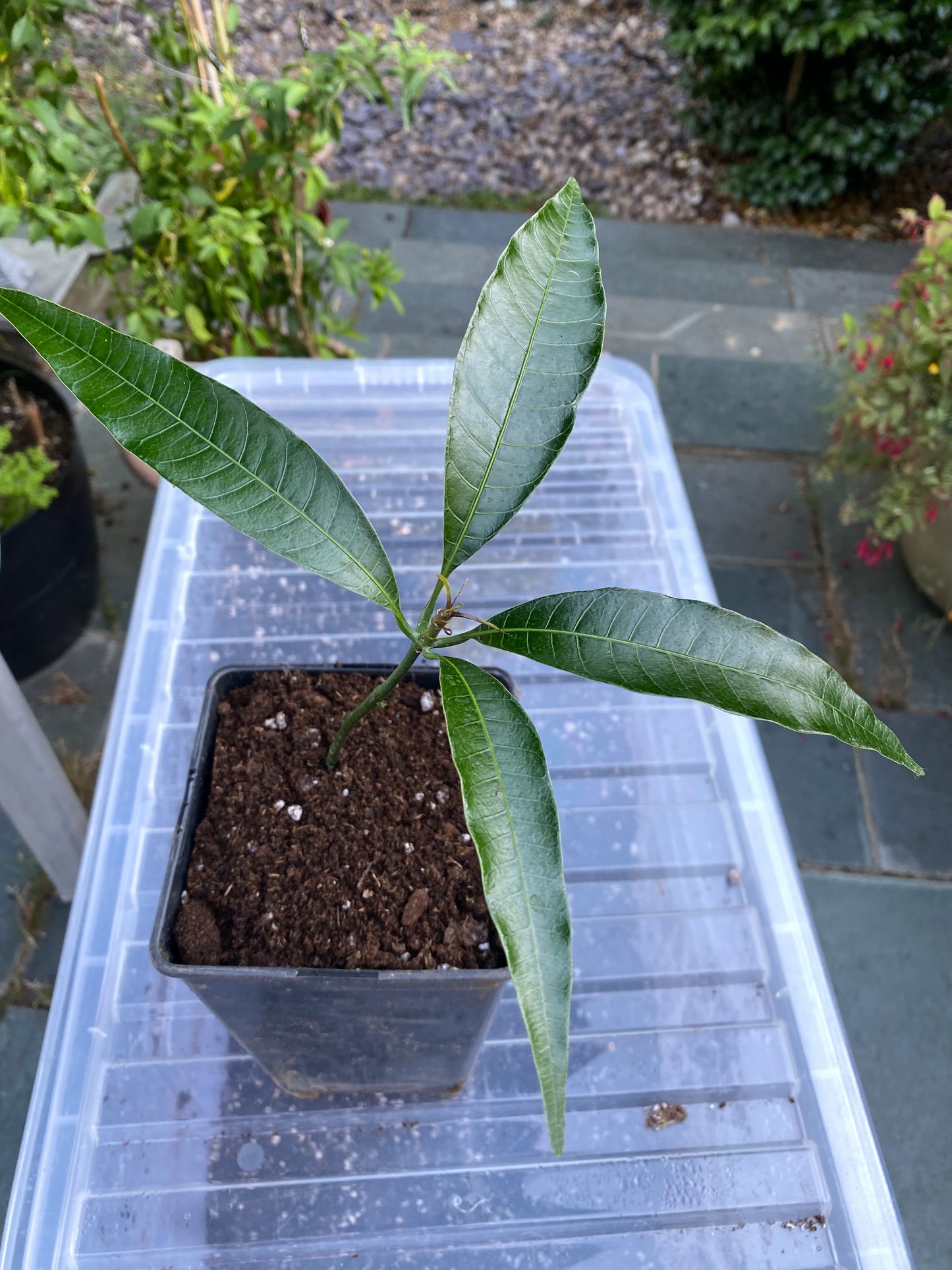 Mango tree, (Mangifera indica) a tropical, Evergreen plant