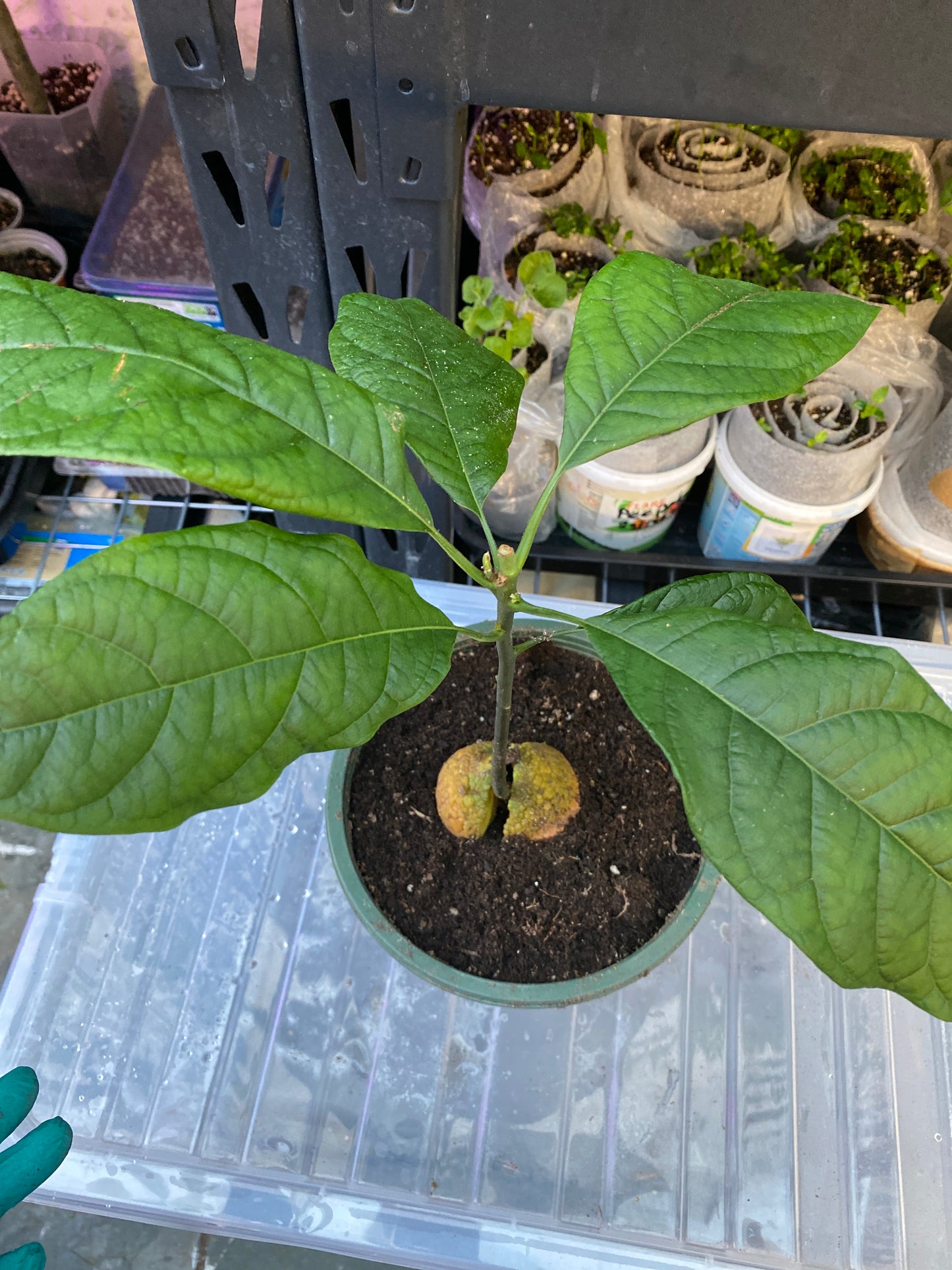 Kenyan Jumbo Avocado Plant