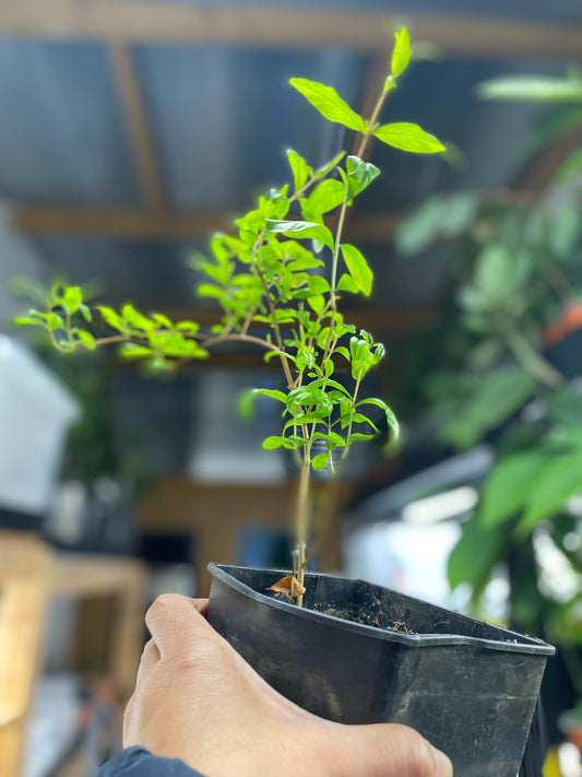 3 Year old Pomegranate Fruit Plant