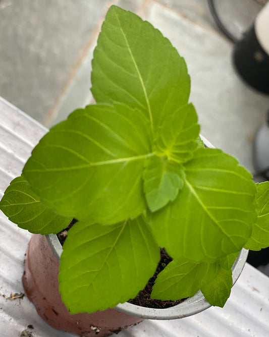 2 small Tulsi Plants - (Holy Basil)